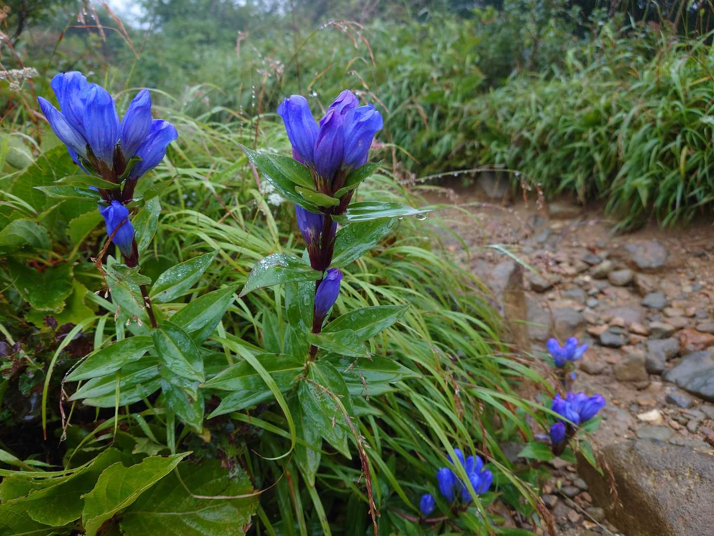 登山開始👣
リンドウが出迎えてくれました✿
花はまだ閉じたまま(^_^;)