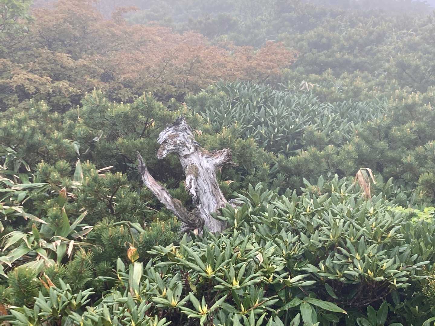 Σ（ﾟдﾟlll）キツネっ！
蔵王だけにっ。
キツネ村から逃げてきたっ？
これはクオリティ高いんでは？
