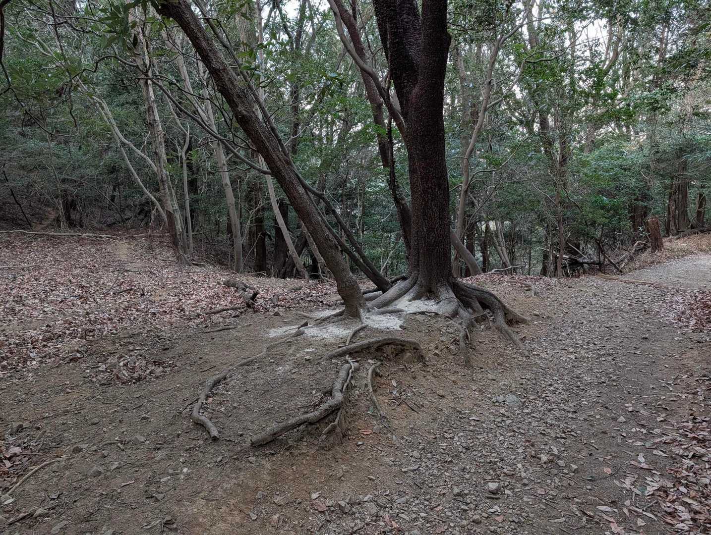 先ほどのところから下ったところに道沿いにはもう１ヶ所餌付け場所。