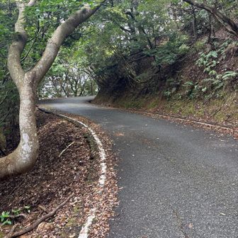 低山で　アソコに行けば、と、強引に下りると
大変な目に合う
これが低山の遭難です🫩