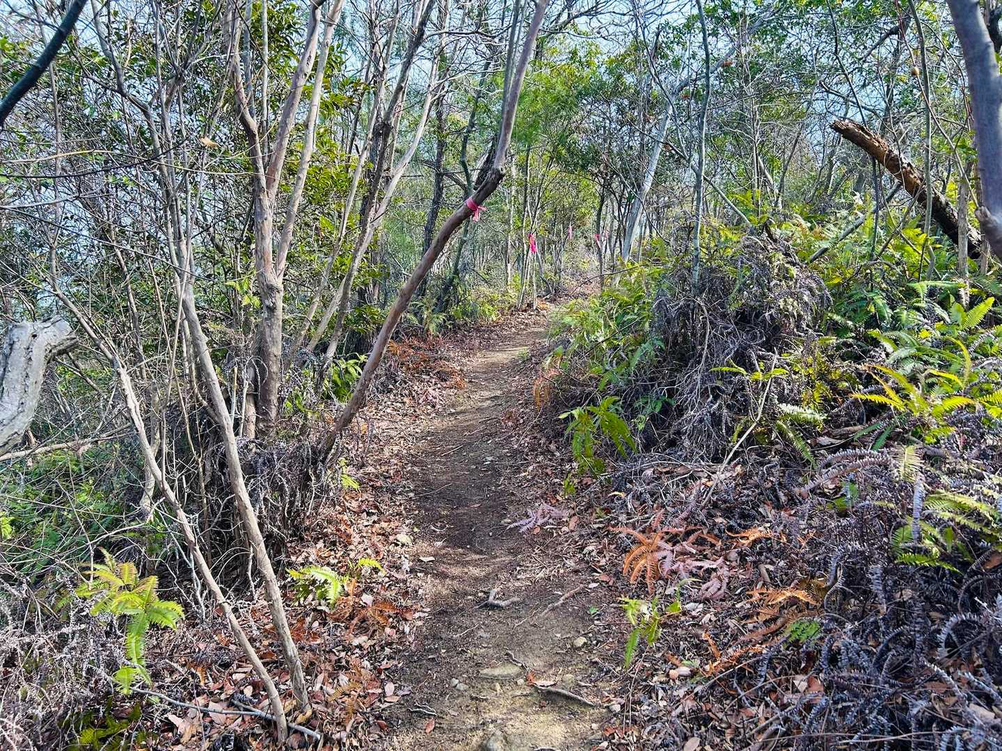 第2ピークの峯相山に向かいます▶️
縦走路はこんな感じでやたら歩き易いぞ🙆‍♂️
ピンテも5m毎にある🎀🤣🤣