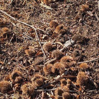 栗の殻がたくさん。誰が食べたのでしょう🐻