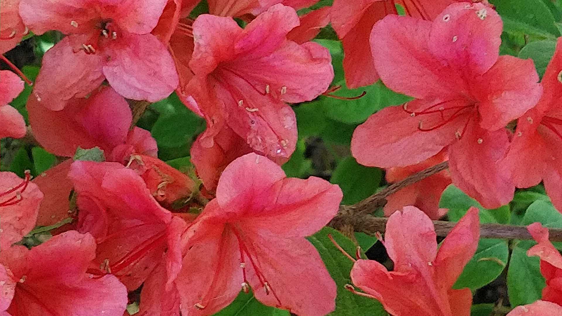 今日の目的のツツジ。