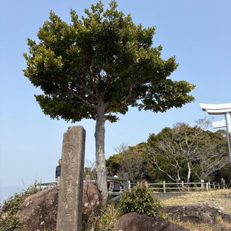 金毘羅山頂の独立した樹木。遠くからでの視認できます。