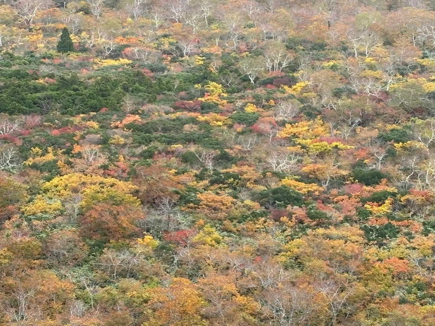カサカサ音を立て落葉の中を楽しく歩いていると、絶景が飛び込んできました😍この辺りは紅葉が盛りですね。