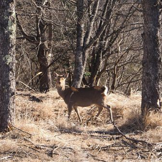 鹿が動かずにじっとこちらを見ていました。