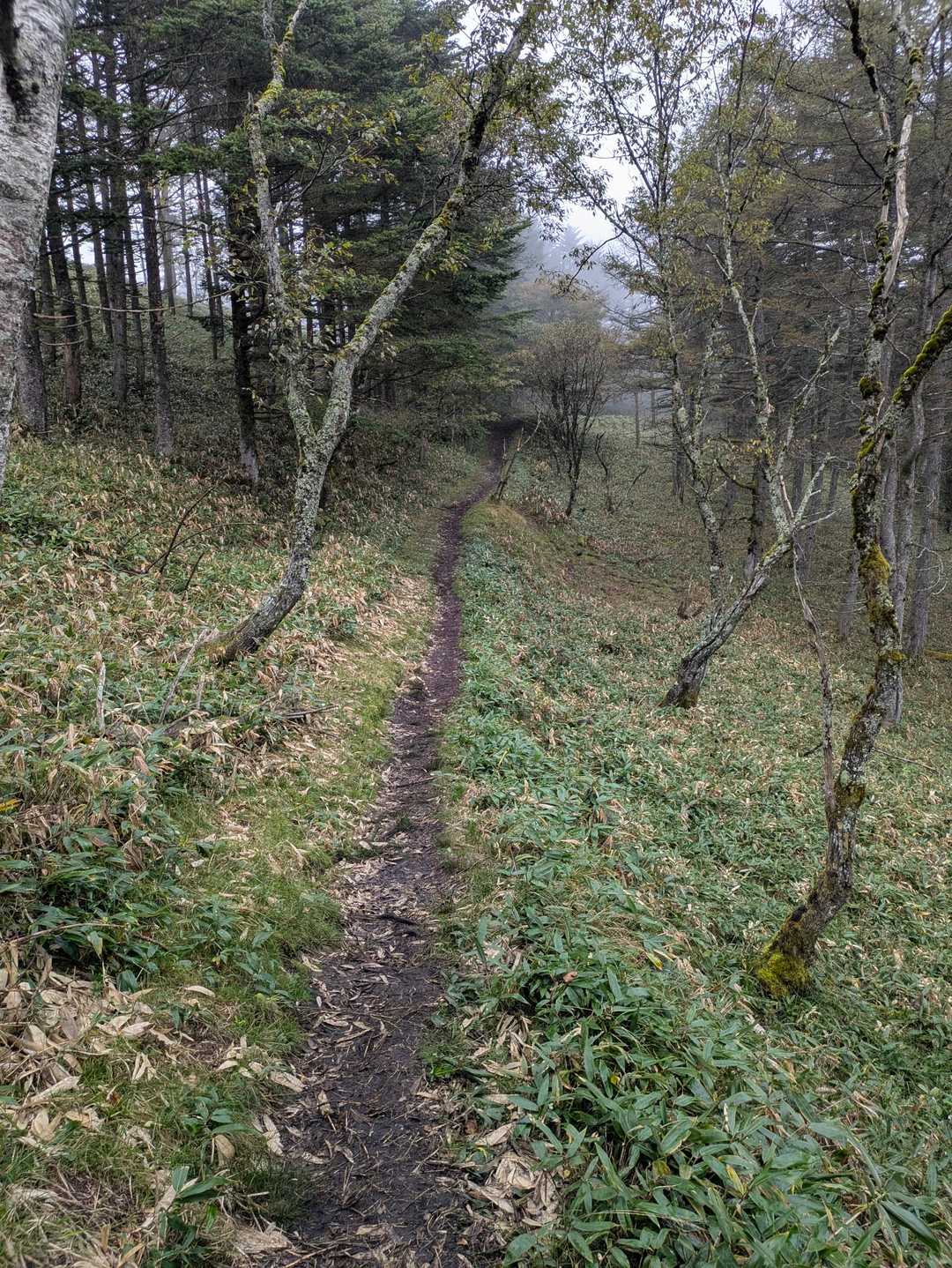 古峠-和田山南峰-和田山北峰 往復コースの写真