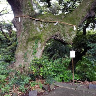 薬王院に入って行くと立派な御神木が🙏
🦏に似ている⁉️