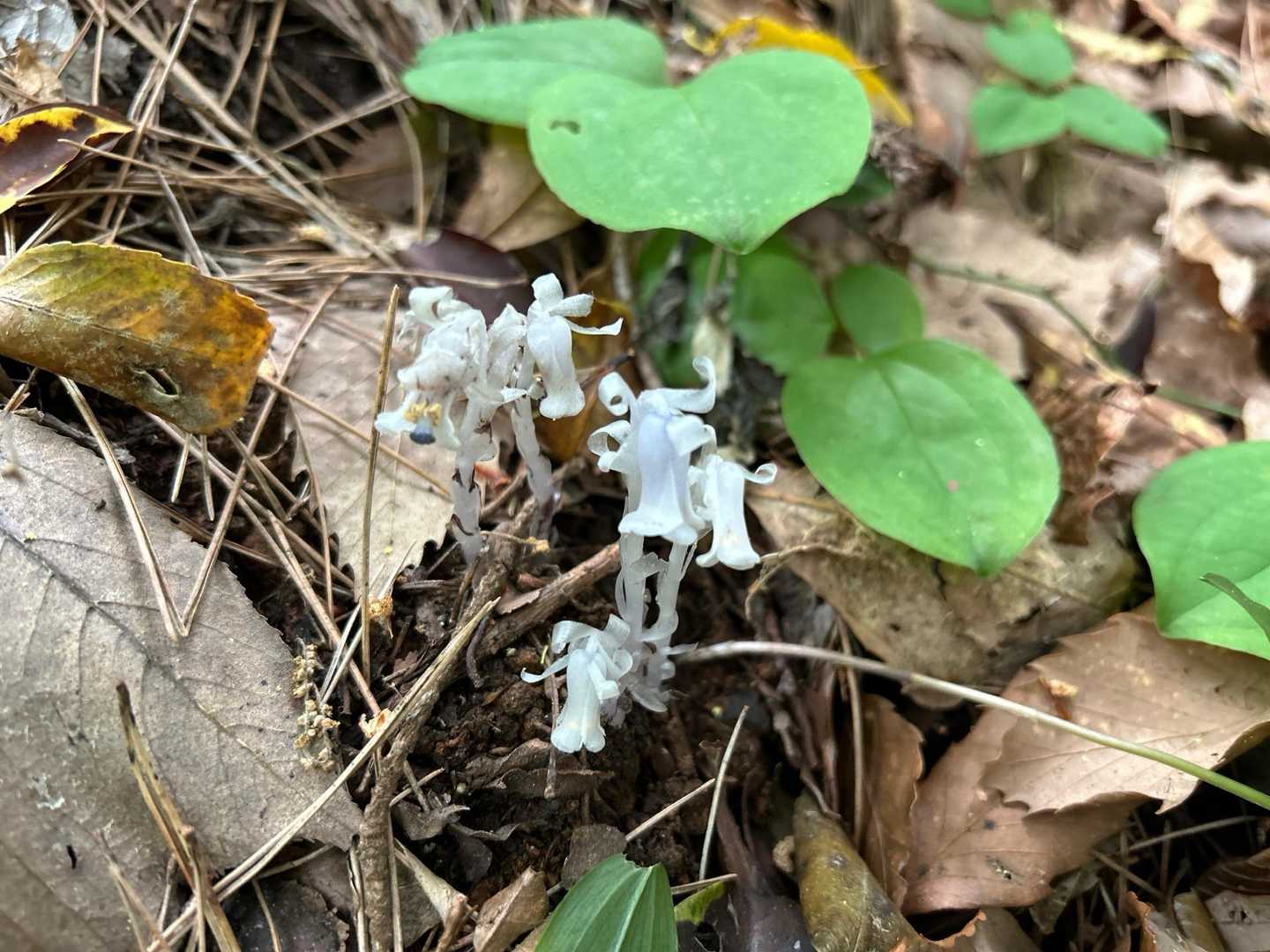 ギンリョウソウだっけ？
