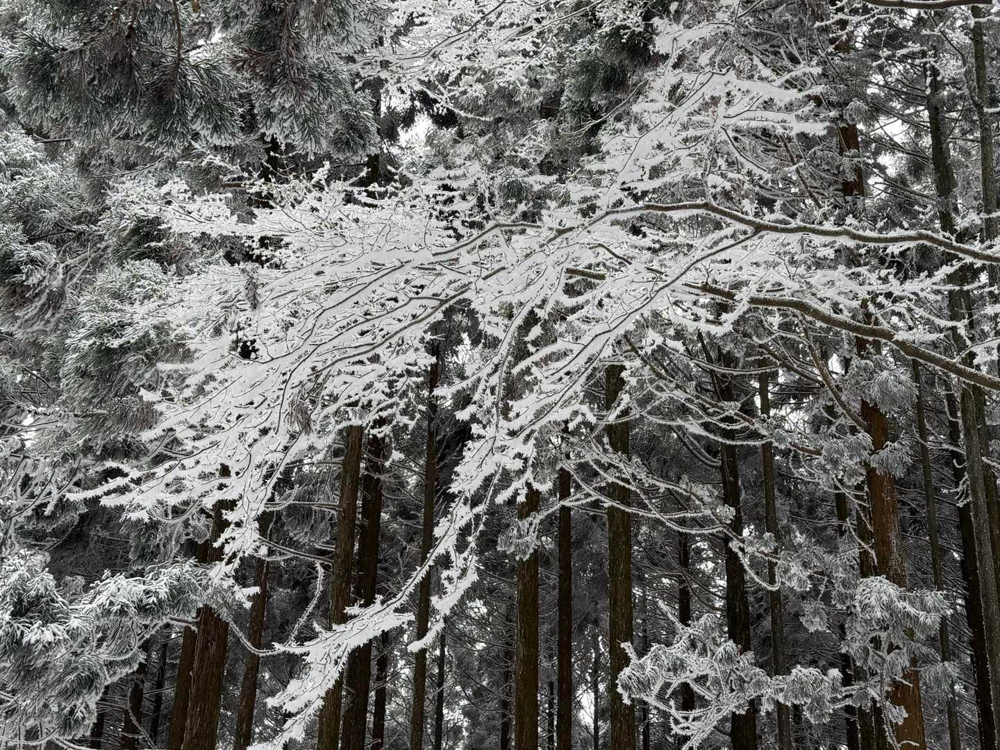 霧氷。