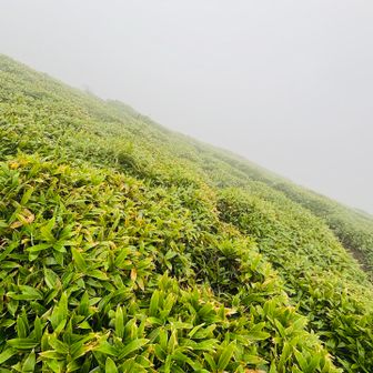 久住山やその周囲まで歩く計画でしたが、天候の回復も期待できなかったので予定変更🥾三俣山のみで下山することにしました⛰️

「斜面のグリーンだけは気持ちがいいな🟢」残念な気持ちのまま、黙々と三俣山の山頂へ進みます⛰️