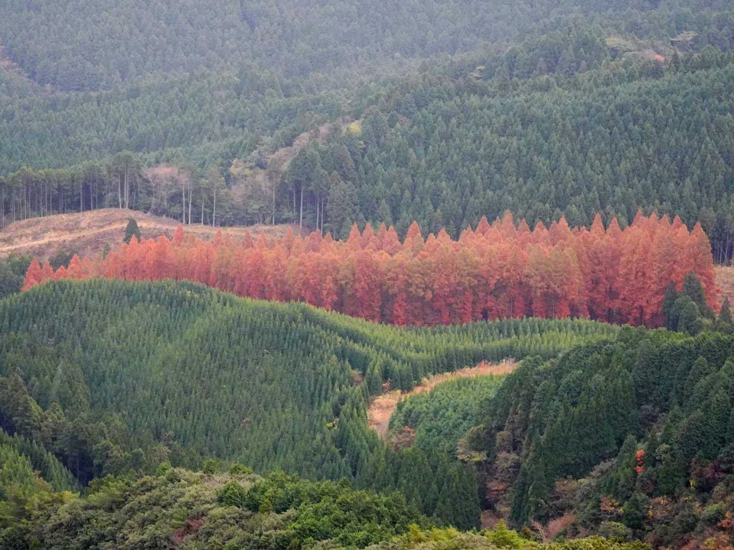 椎原峠登山口-鬼ヶ鼻岩 周回コースの写真