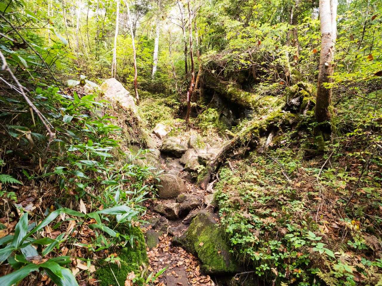 岩ゴロゴロ、遊歩道でなくて登山道だ。