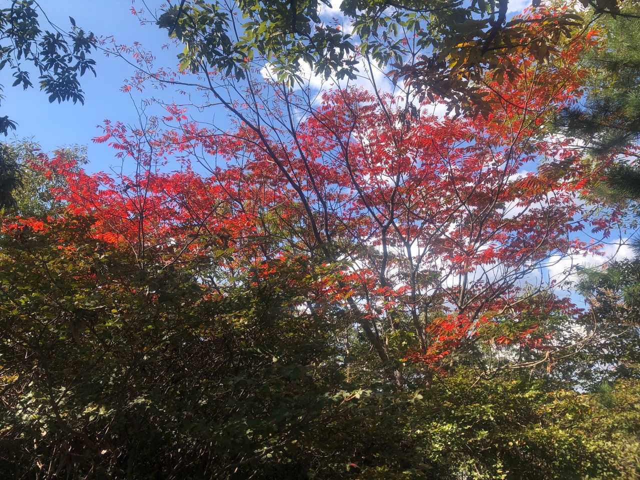 紅葉もあるよー🍁