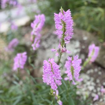 ハナトラノオ🌸

東屋でランチしまーす♪