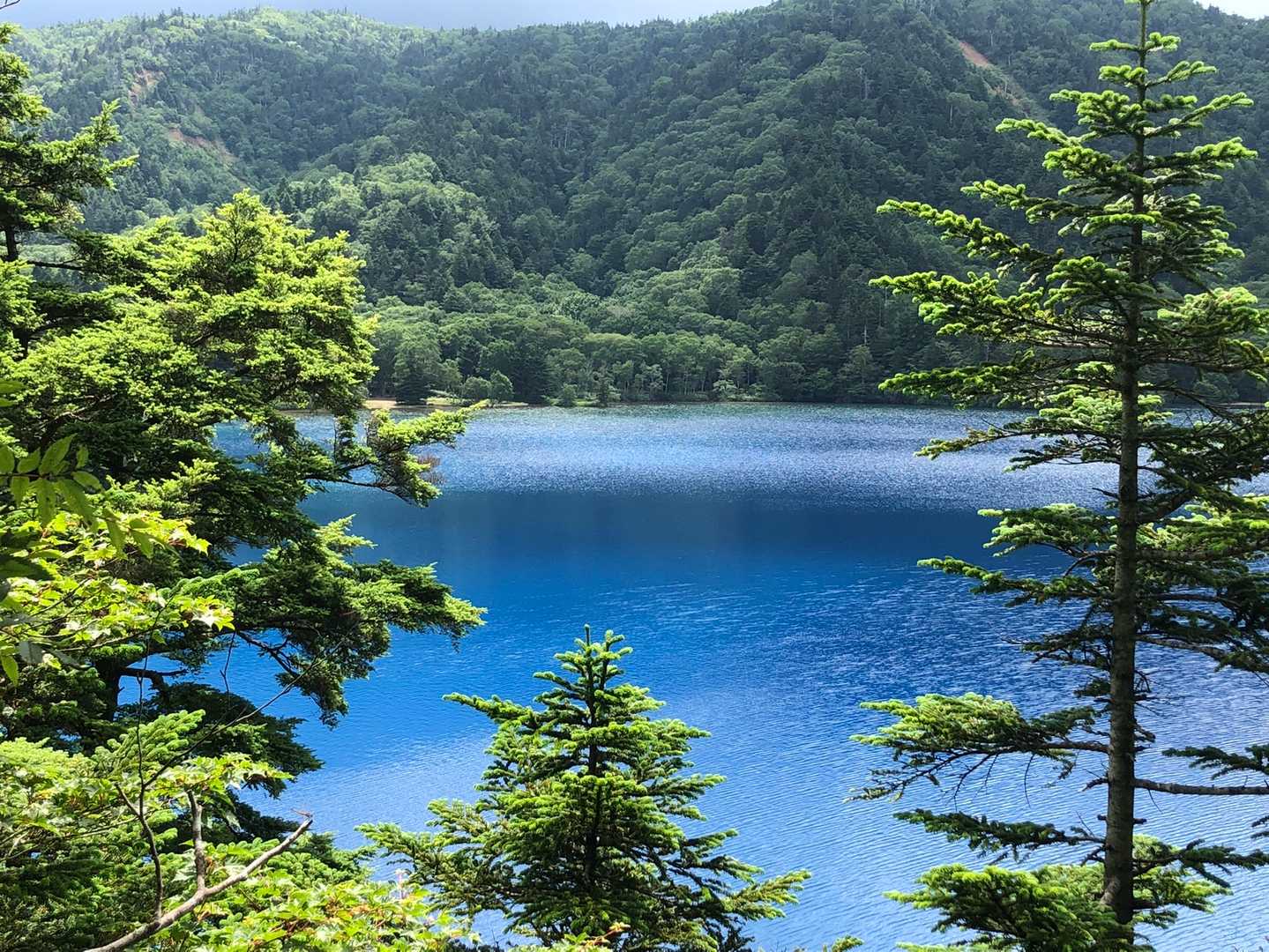 大沼池は強酸性の池なので魚🐟は生息していないそうです