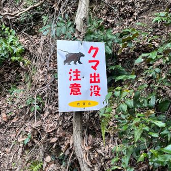 舗装路なのに、あちこちで獣臭がして、熊注意看板も複数ありました。