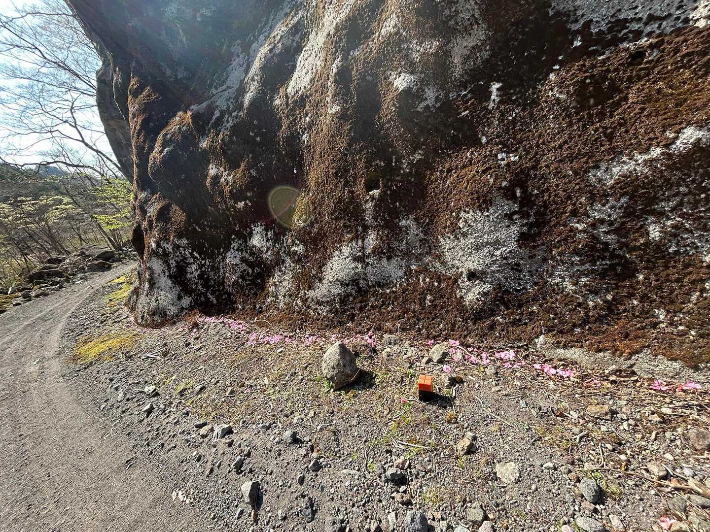 林道をボケーッと歩いて登山道に入りそびれてしまった。前回も行きすぎて戻ったのに💦
アカヤシオの花が落ちている　見上げると綺麗に咲いていた。