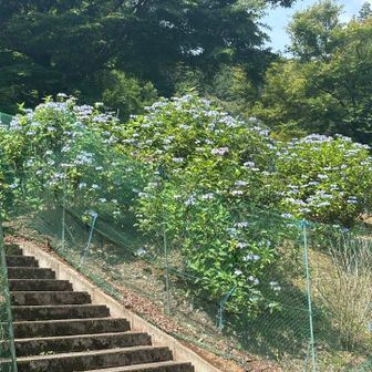 あじさい公園。この一画しか咲いていなかった