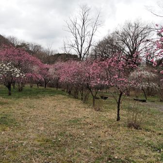 河原の花桃、咲き始めてます
