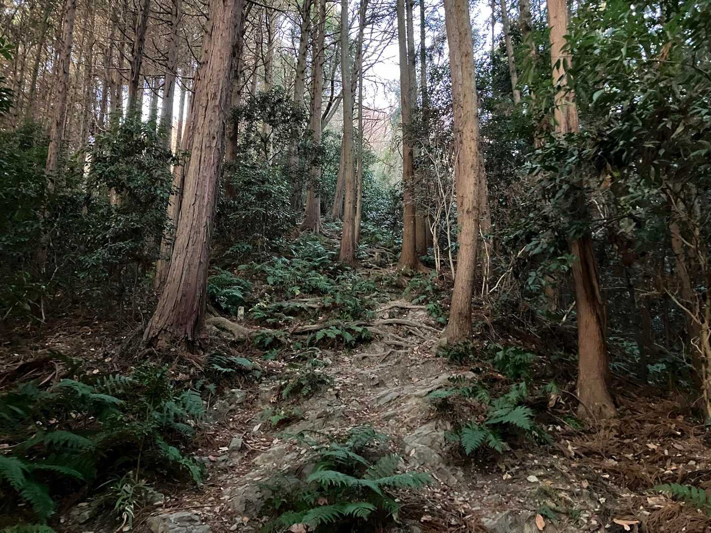 ここから石尊山への登りが急になります。