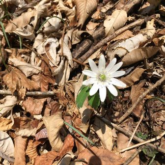 もこ๑˃̵ᴗ˂̵