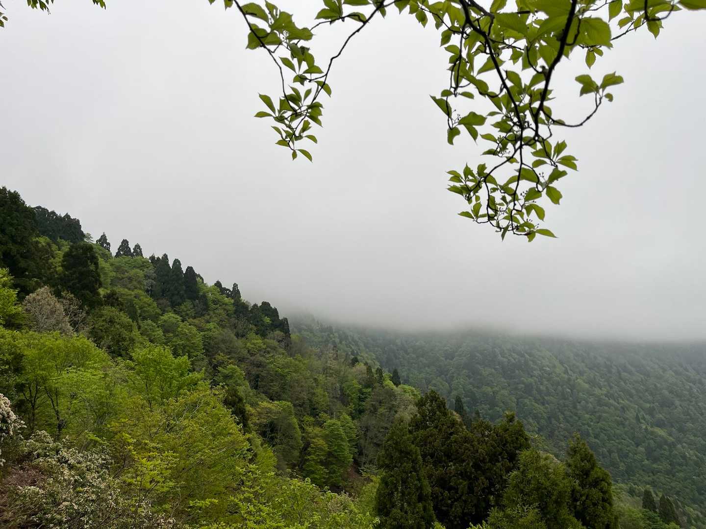 シチグレ峠-百里ヶ岳 往復コースの写真