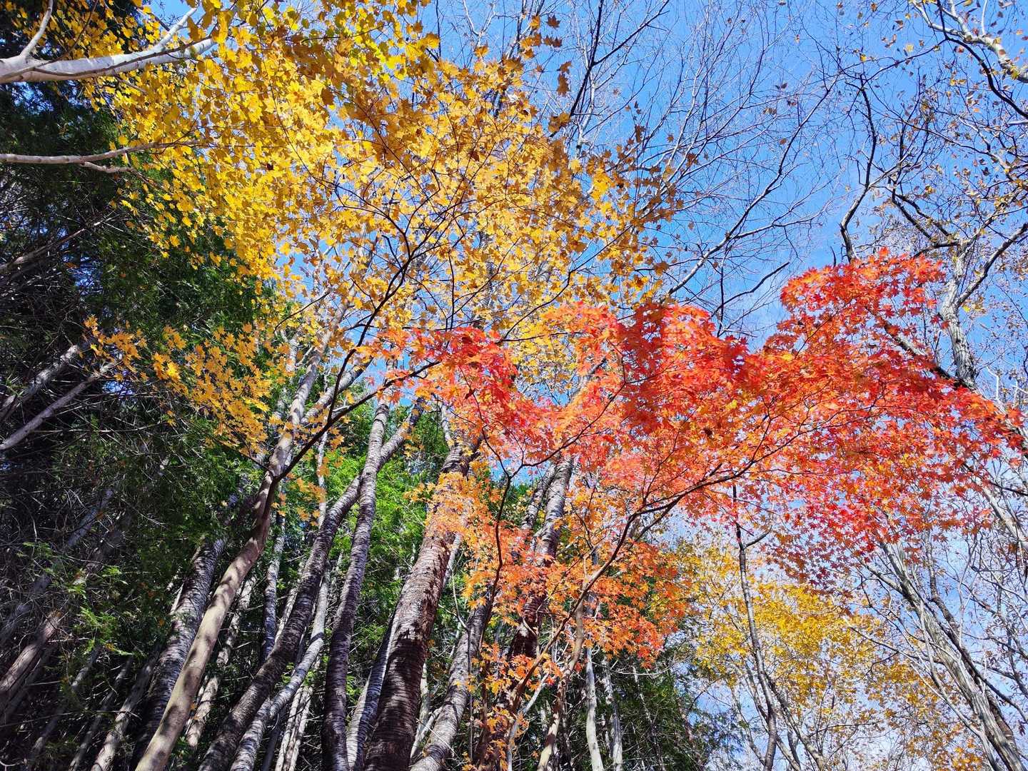 国見山登山口-国見山-山の神 周回コースの写真