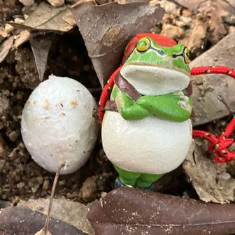 小さな🥚