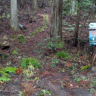 林道に降りました。