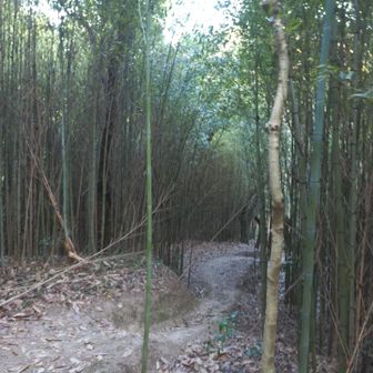 更に竹林を進む