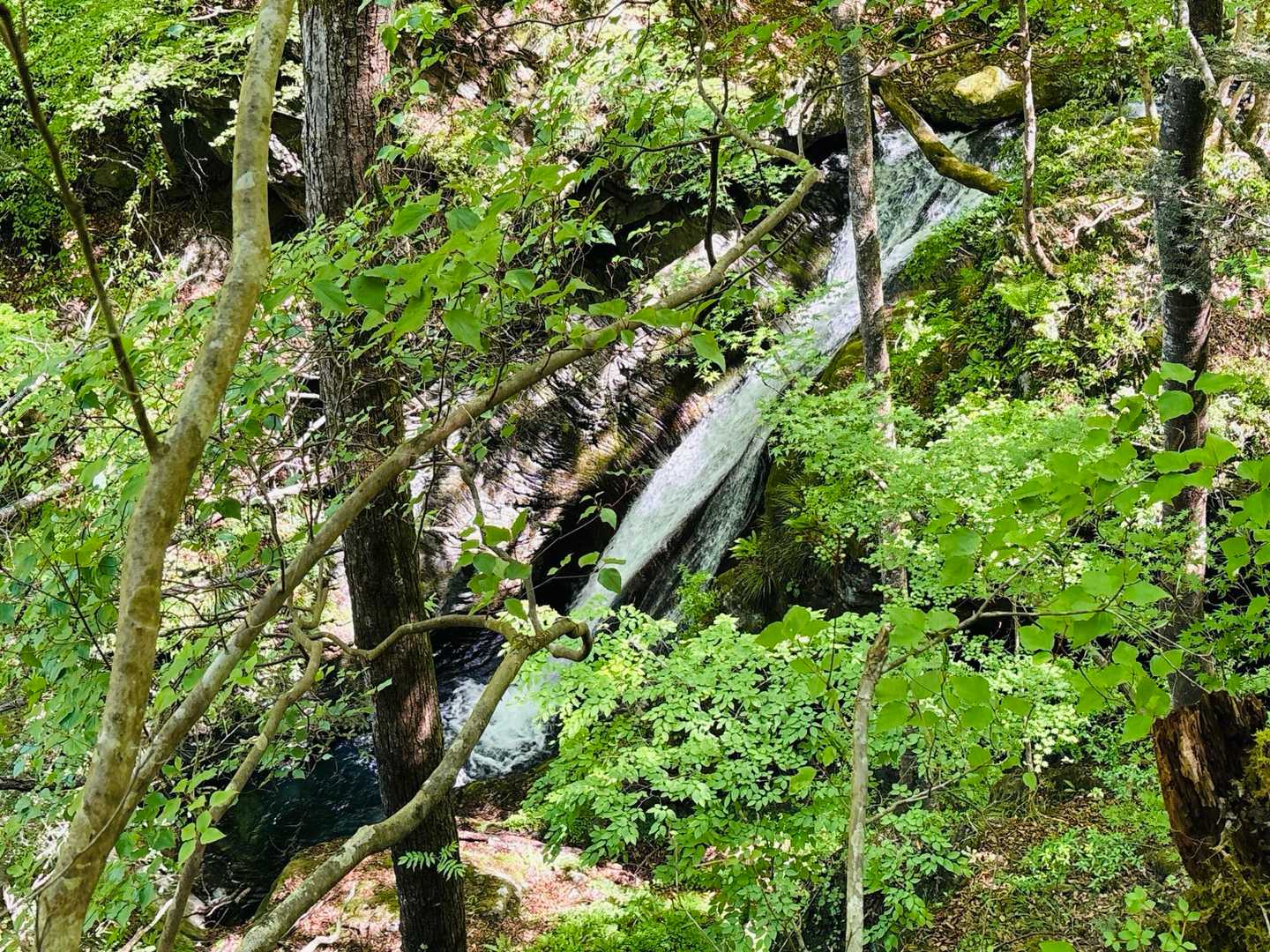 川苔山 縦走コースの写真