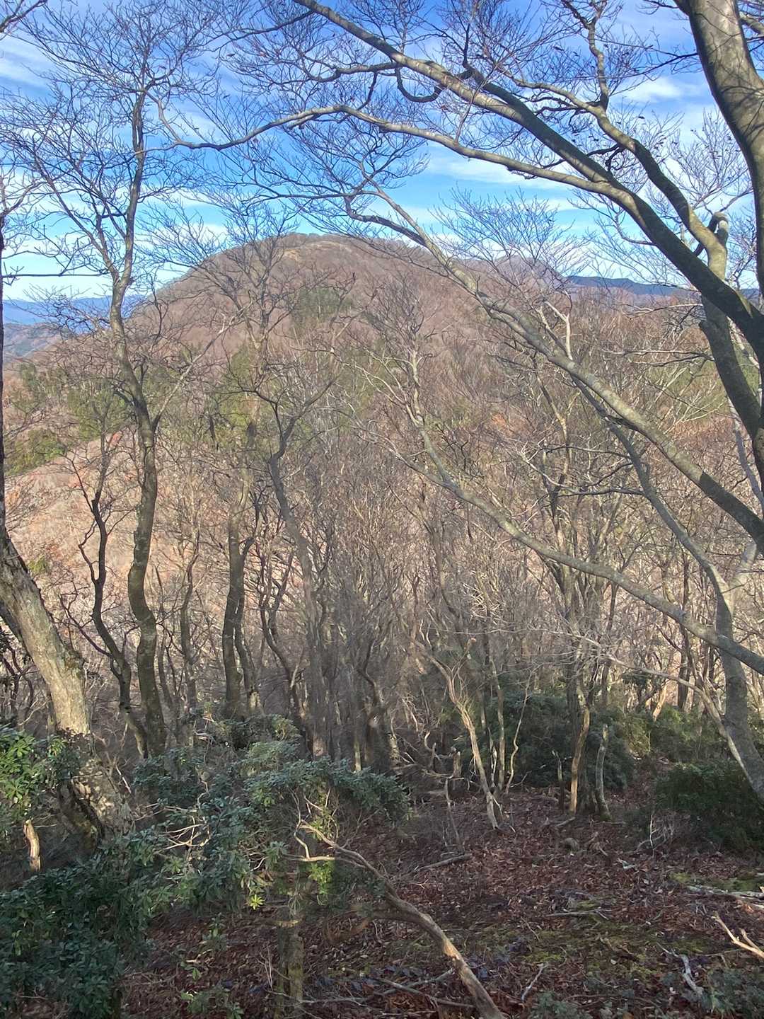 下山は林道を目指して等高線の緩やかな尾根を下ります。正面に見えるのは先ほど登った鍋尻山
