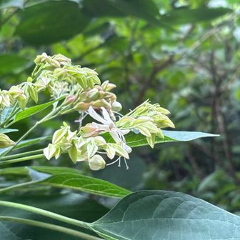 クサギの花はいい香り