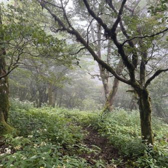 キリの中　
ちょっと幻想的