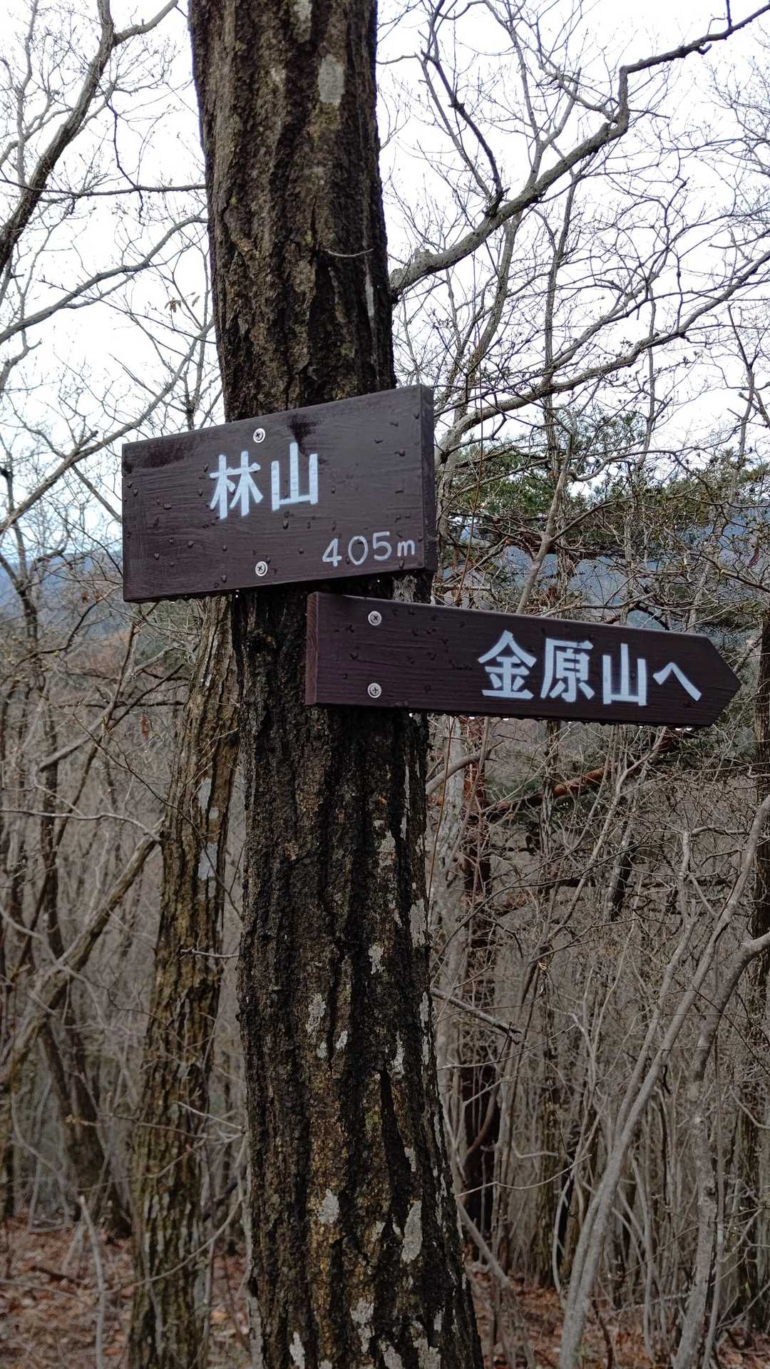 今日は、ここまでで下山し屋敷山ミツマタ群生地に移動します😅