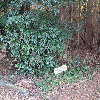 猫谷川登山口〜ここからではないです
そそまままだ車の方面の車道歩きます