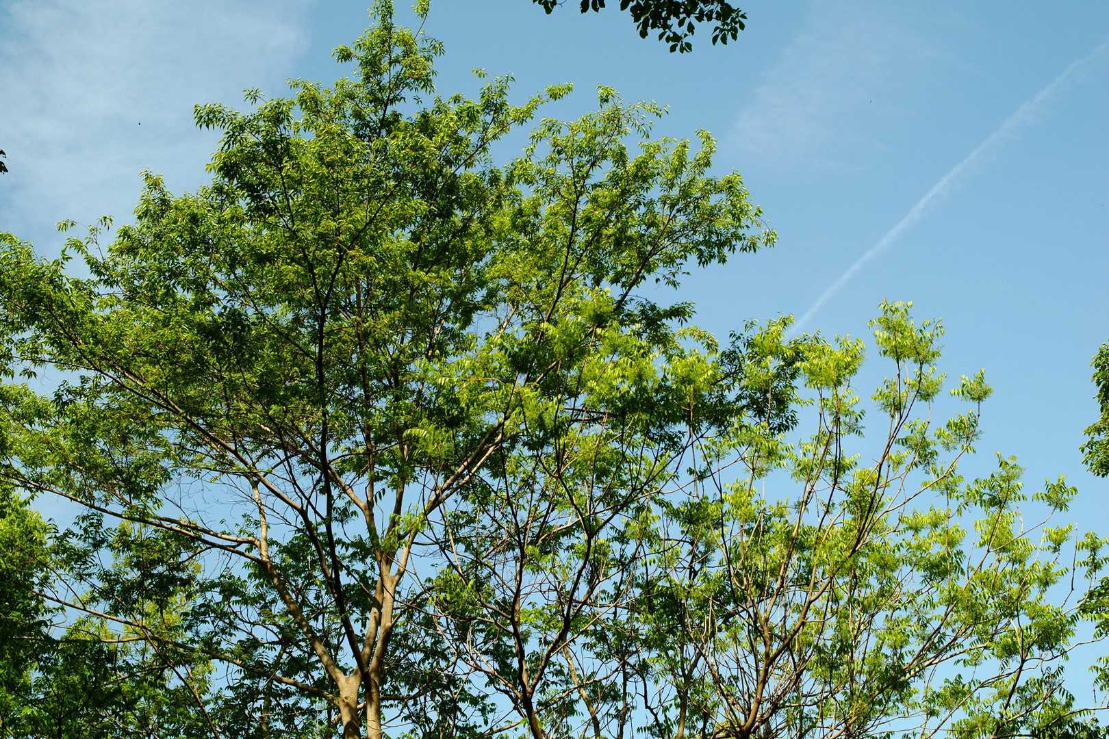 春霞の青空と緑と