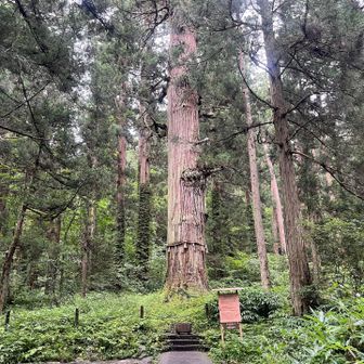 爺杉。参道沿いの杉並木も立派でしたが、一際強そう。