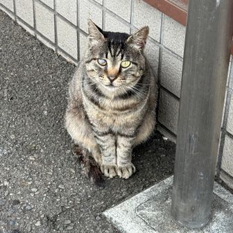 ぬっこ！