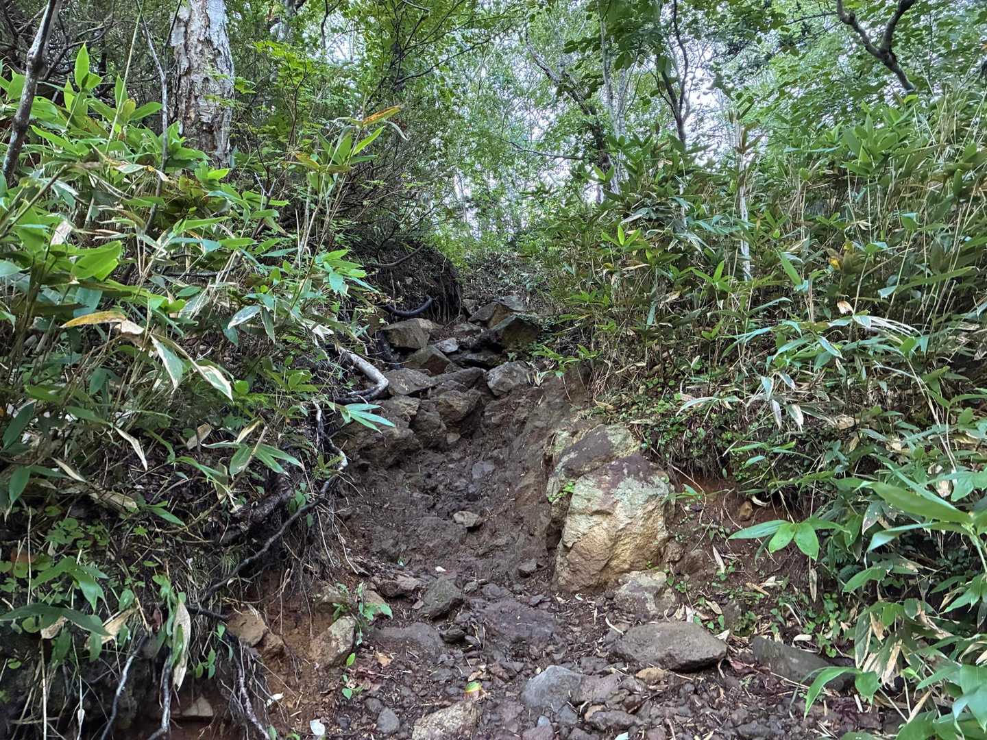　　　　雨でえぐられたのか⁉️
　　　　　　　荒れた急坂🪨🪨🪨
