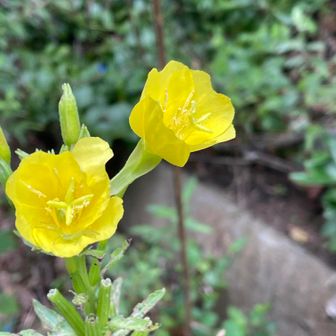 早速、初めて見る花々たち
マツヨイグサ
沢山咲いていた