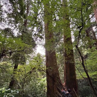 山道の巨樹