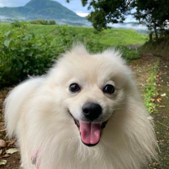 ポメラニアン蘭丸