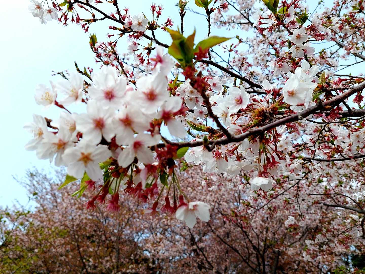 この桜がまだキレイ！📷️撮りたくなります💕