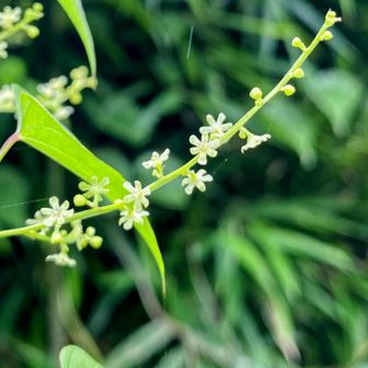 こんな可愛いお花なのにオニドコロ（鬼野老）？