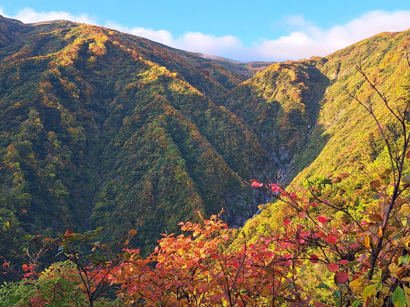 紅葉始まりゾーン