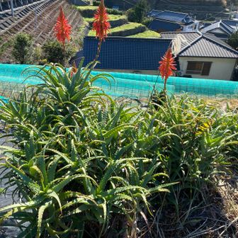 伊豆には至る所にアロエがあります