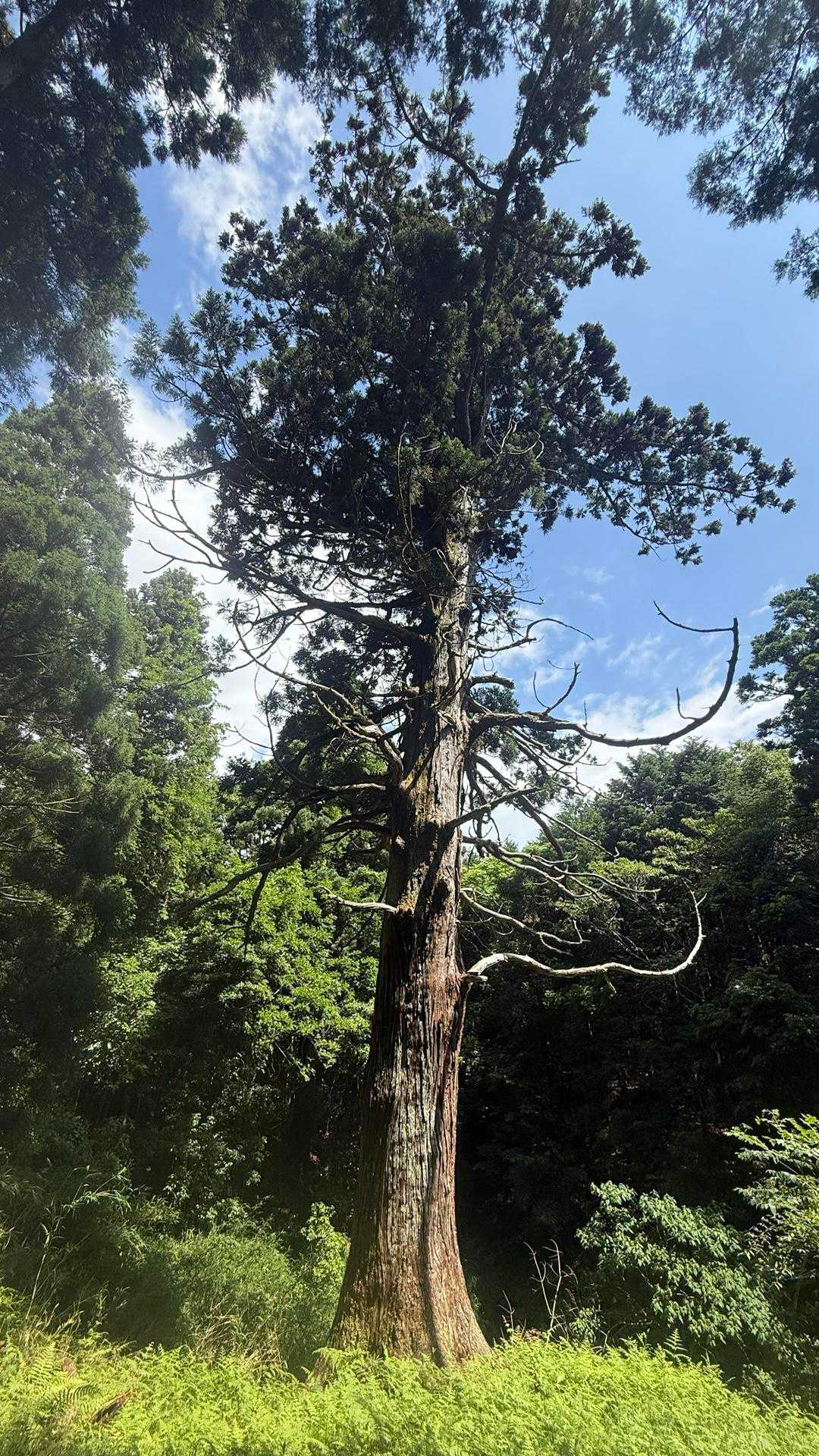 雑草🌱生い茂る階段を降りて🌲
近くまで行って📷✨
ベンチもあったけど🪑ここでゆっくりしよう
…とはならない雑草マルケの🌱感じでした😅