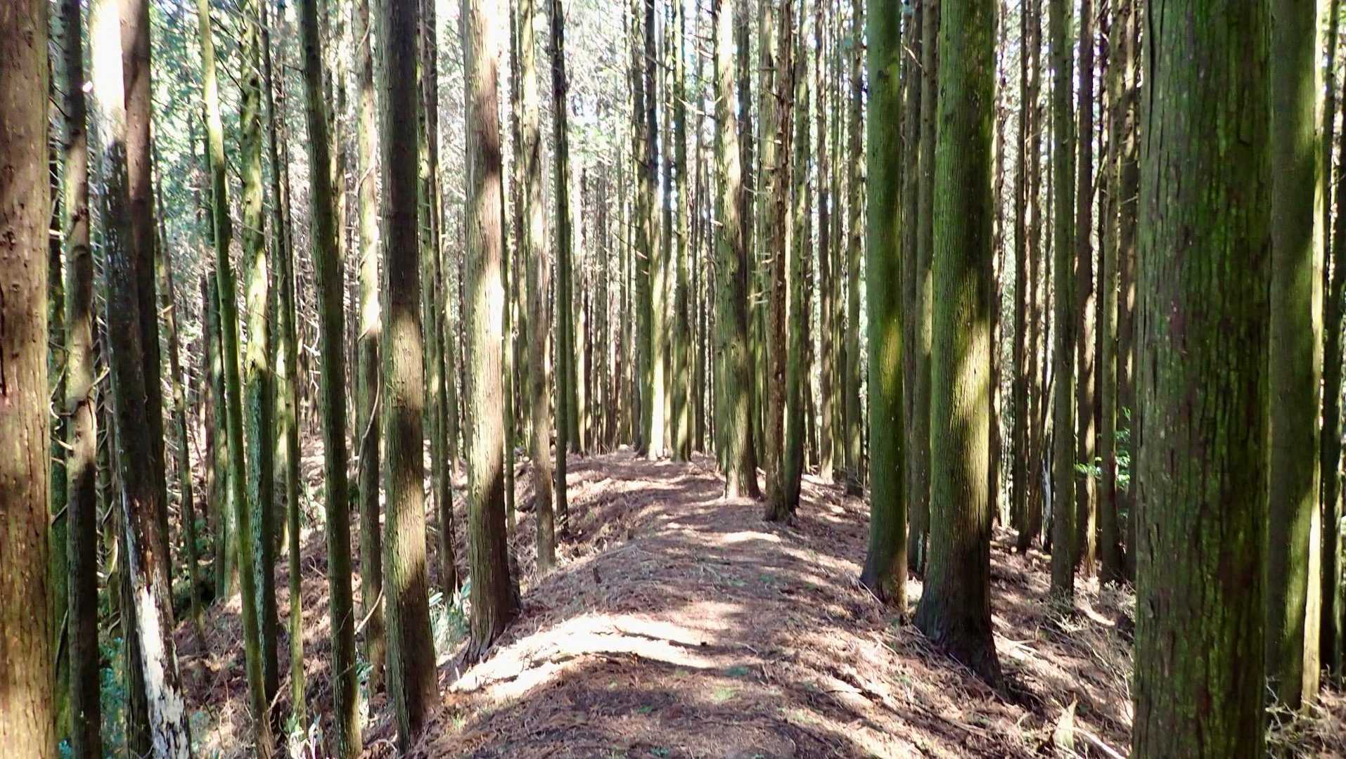 歩きやすい🎵